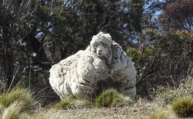 mouton merinos qui s'est échappé. il a 40kg de laine sur le dos