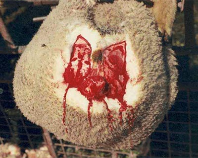 agneau avec la queue coupée et la peau autour de l'anus scalpée. C'est ça le mulesing